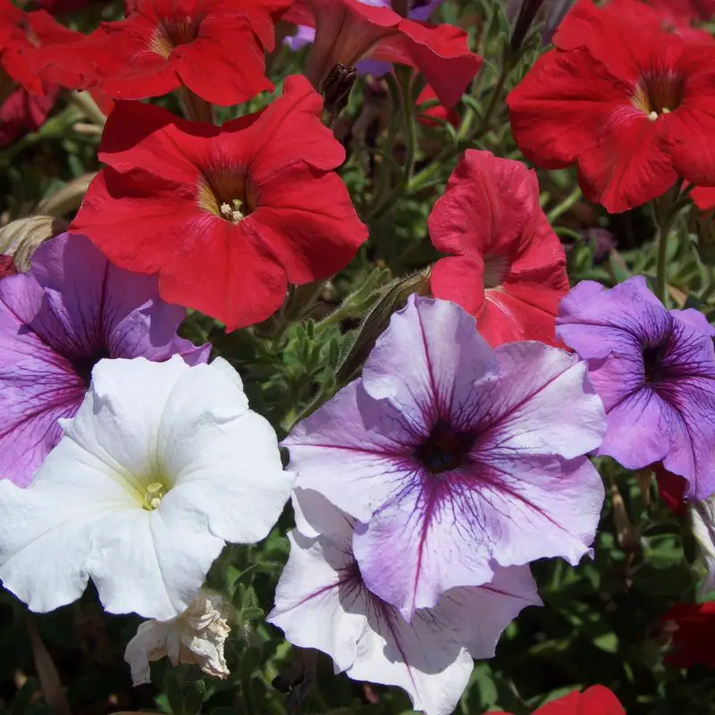 Flowers that symbolize Anger A to Z Flowers