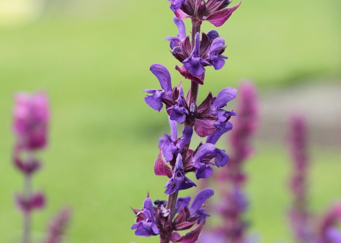 Salvia (Sage)