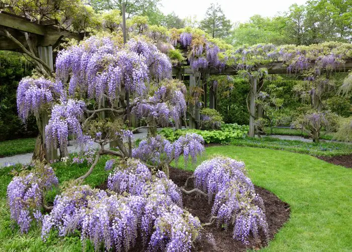 Wisteria (Wisteria)