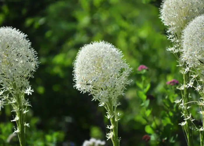 Xerophyllum (Xerophyllum)