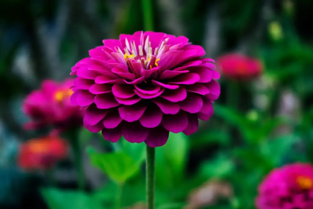 Zinnia Zinnia A To Z Flowers