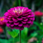 Zinnia