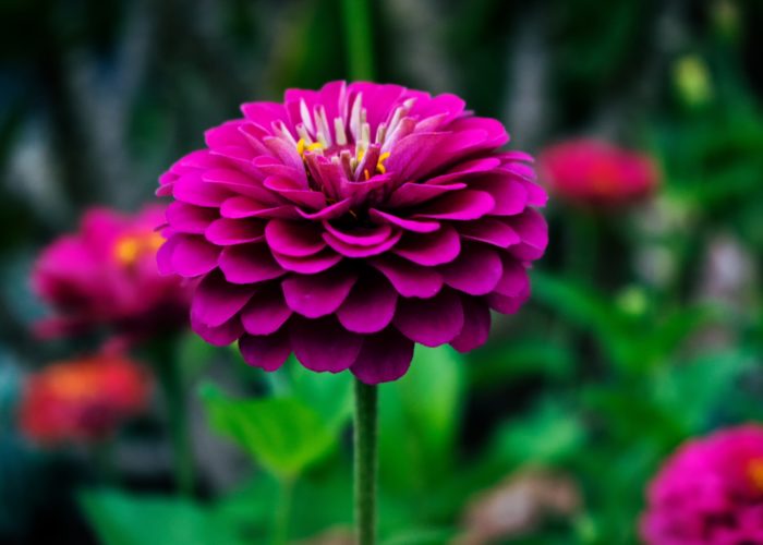 Zinnia (Zinnia)