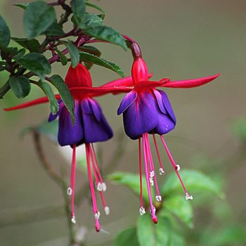 Fuchsia