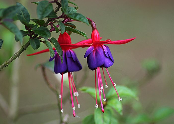 Fuchsia (Lady's Eardrop)