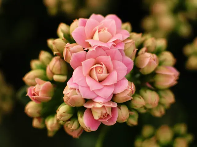 kalanchoe meaning