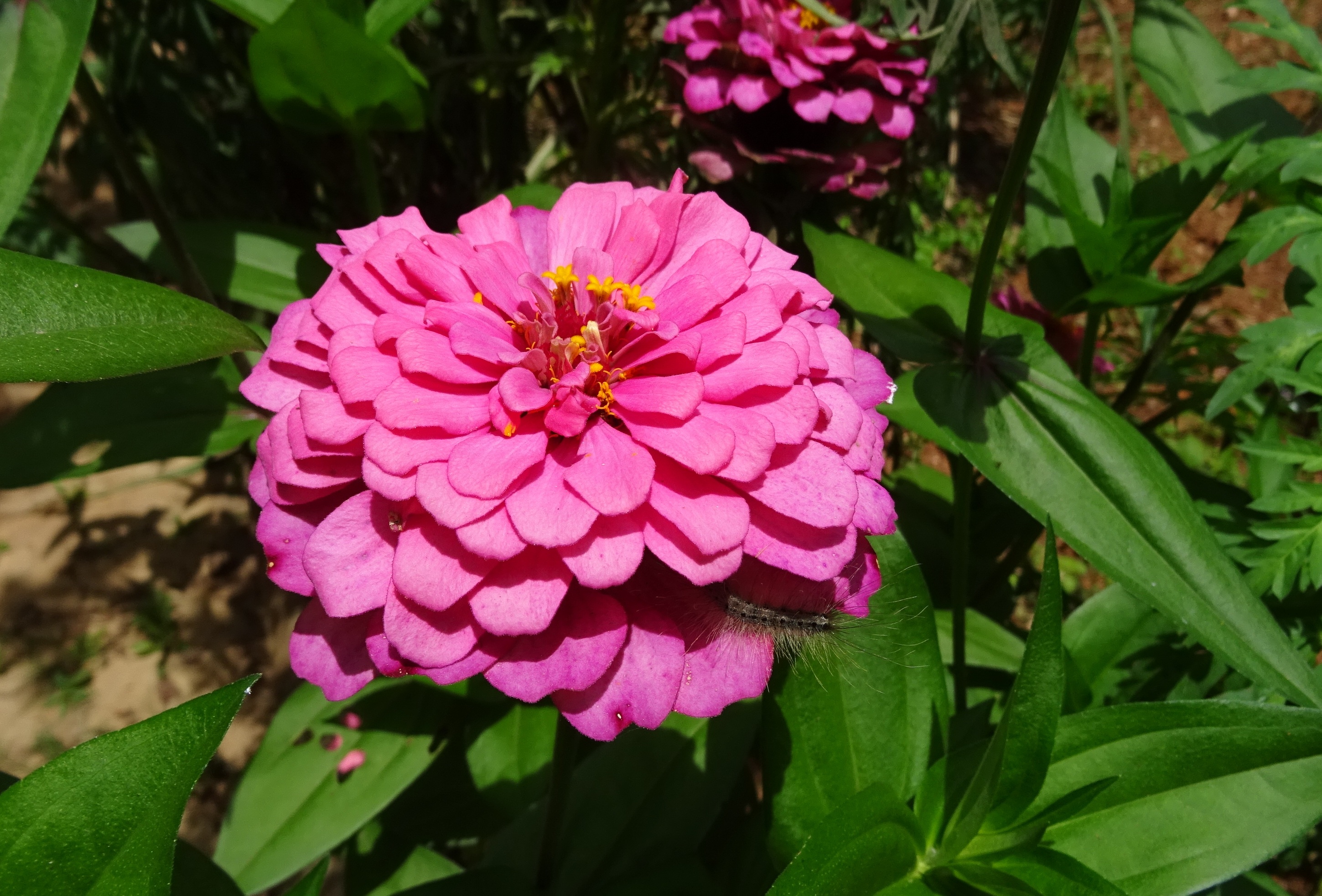Zinnia