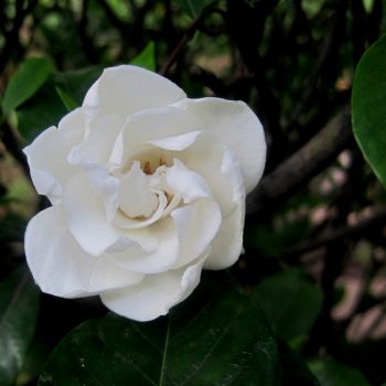 Gardenia