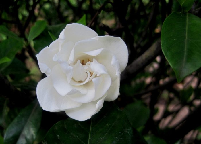 Gardenia (Gardenia)