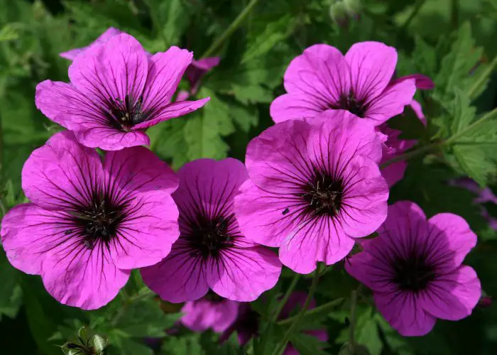 Geranium (Cranesbills)