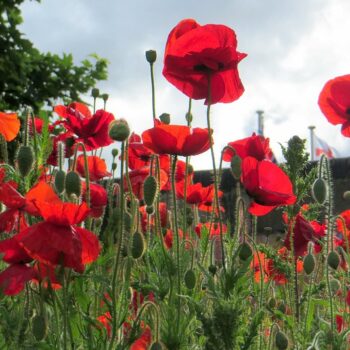 Papaver