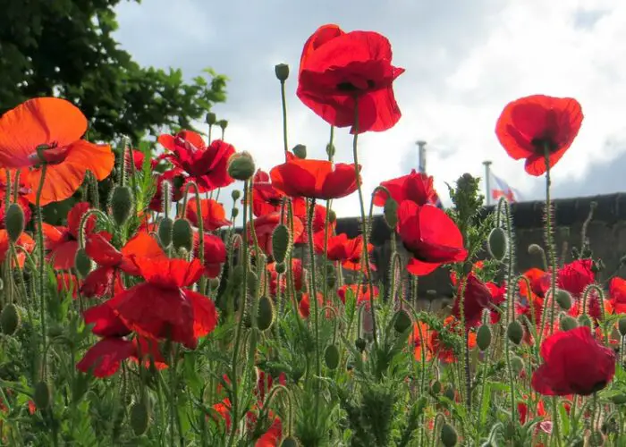 Papaver (Poppy)