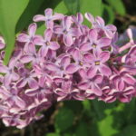 Syringa