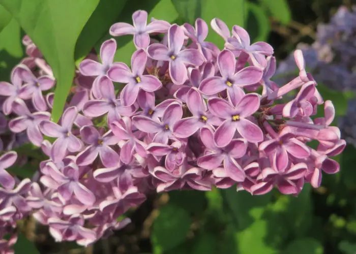 Syringa (Lilac)