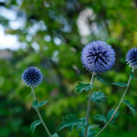 Echinops