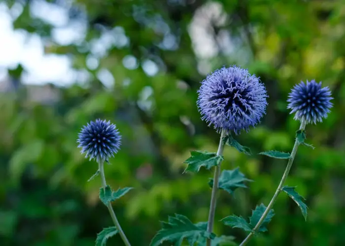 Echinops (Globe Thistle)