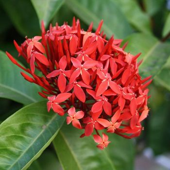 Ixora