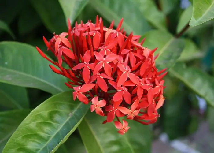 Ixora (Jungle Flame; Flame of the Woods)