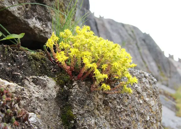 Sedum (Stonecrop)