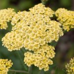 Achillea (Yarrow) - Flower Facts, Meaning and Uses – A to Z Flowers