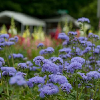 Ageratum