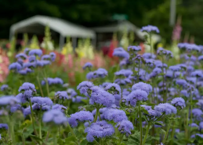 Ageratum (Whiteweed; Flossflower)