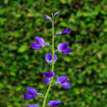 Baptisia