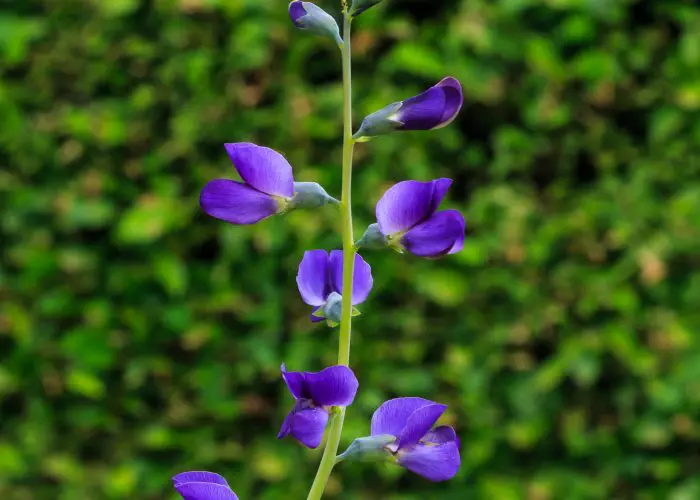 Baptisia (False Indigo)