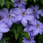 Clematis