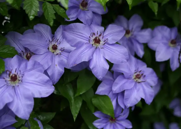 Clematis (Travellers Joy; Old Man's Beard)