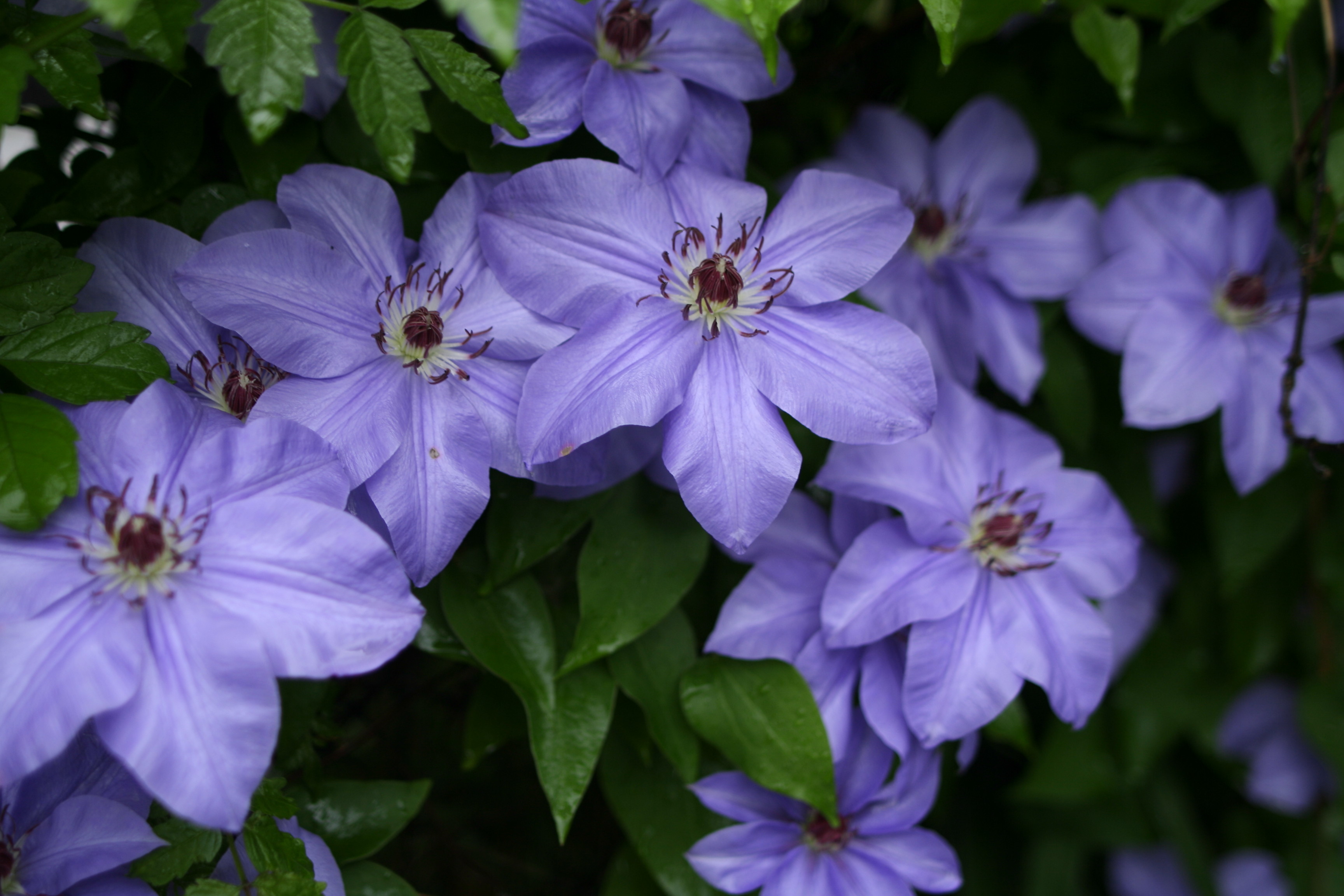 Clematis Travellers Joy Old Man S Beard A To Z Flowers Clematis Travellers Joy Old Man S Beard A To Z Flowers