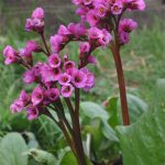 Bergenia