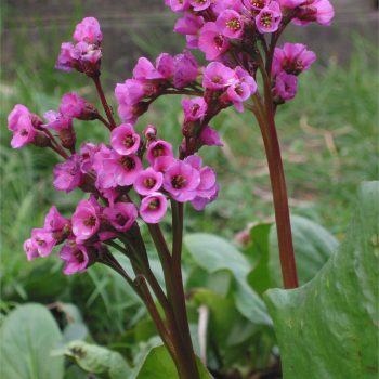 Bergenia