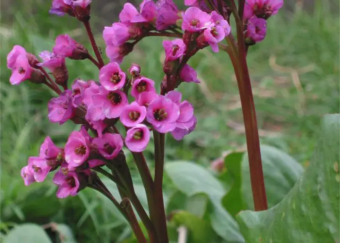 Bergenia (Elephants Ears; Winter Glow; Pigsqueak)