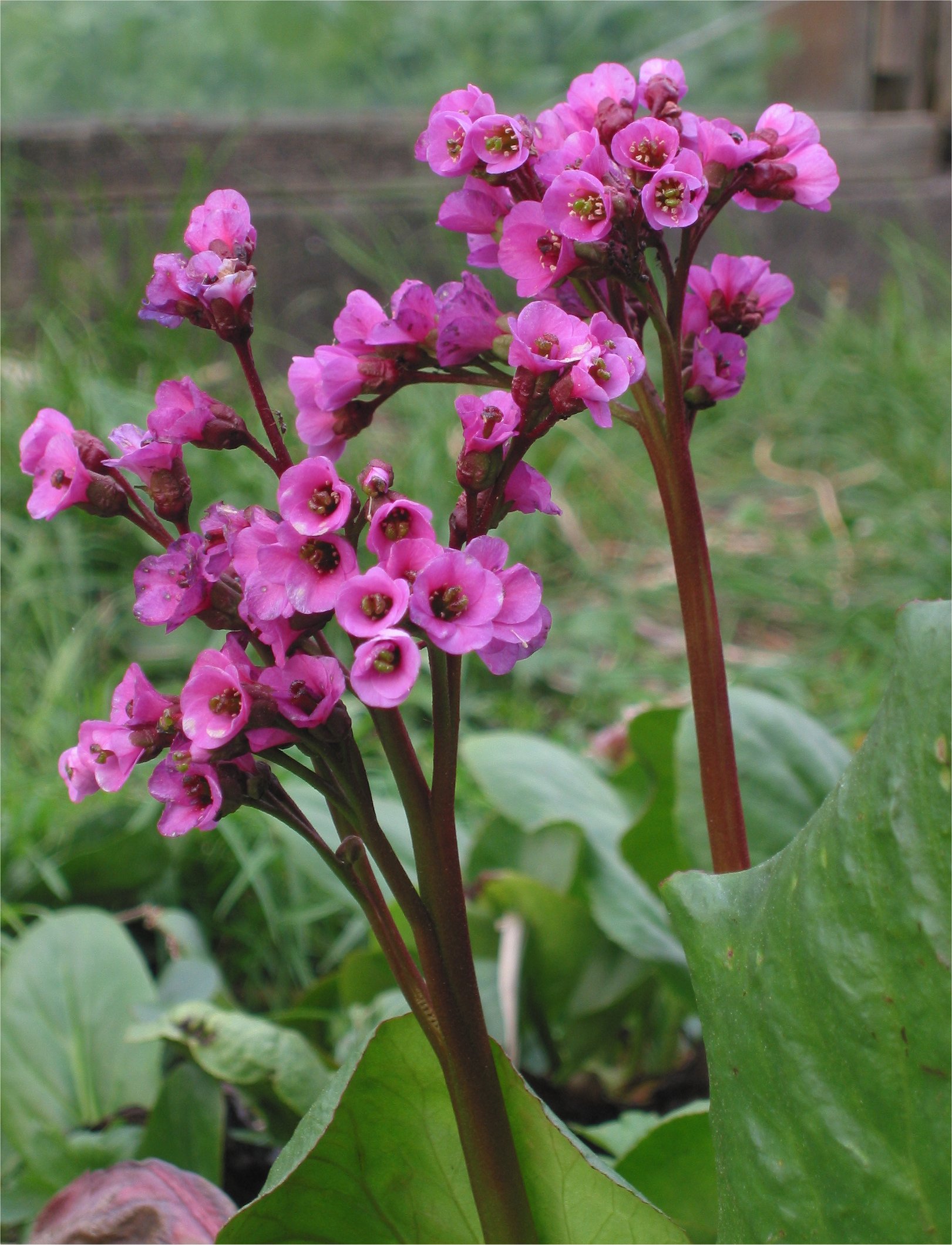 Bergenia (Elephants Ears; Winter Glow; Pigsqueak) A to Z