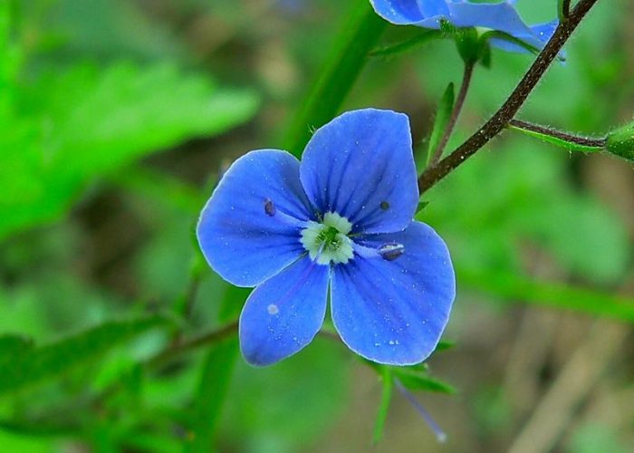 Veronica (Speedwell)