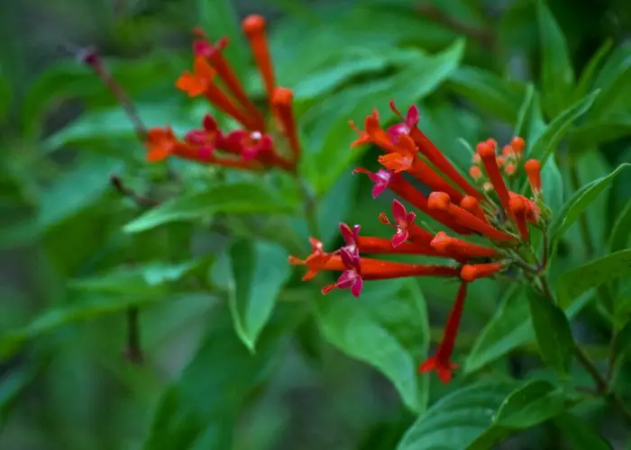 Bouvardia (Firecracker Bush; Trumpetellia; Hummingbird Flower)