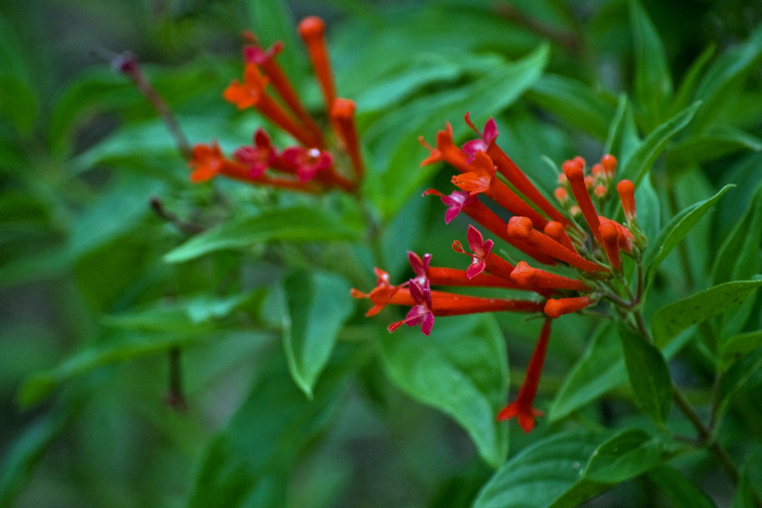 Bouvardia (Firecracker bush; Trumpetellia; Hummingbird flower)  A