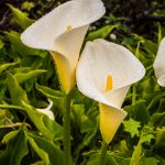 Zantedeschia