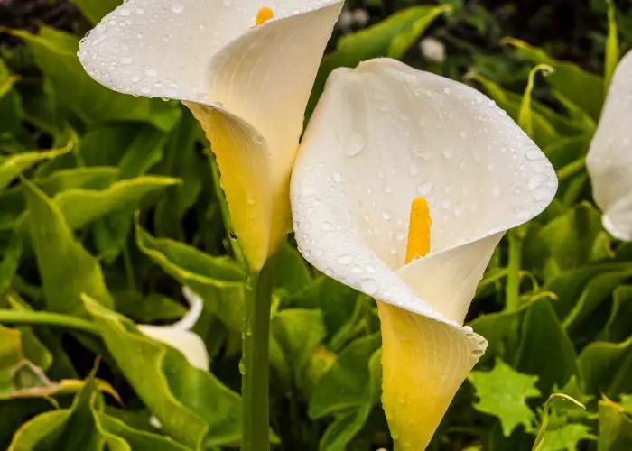 Zantedeschia (Calla Lily; Arum Lily)