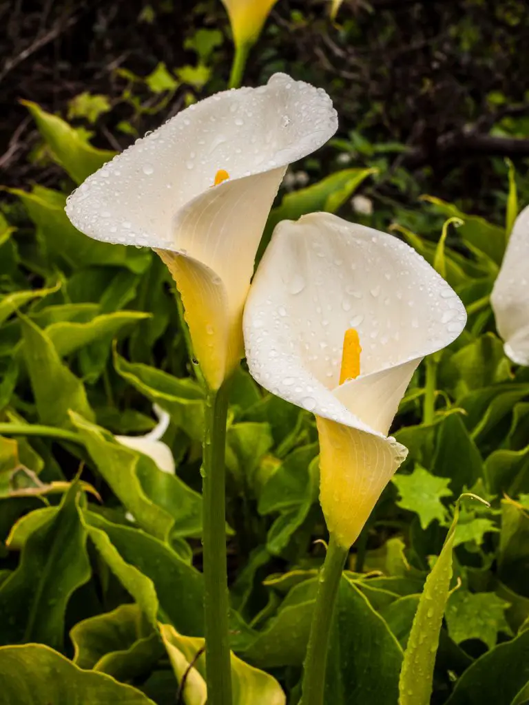 Zantedeschia (Calla Lily; Arum Lily) – A to Z Flowers