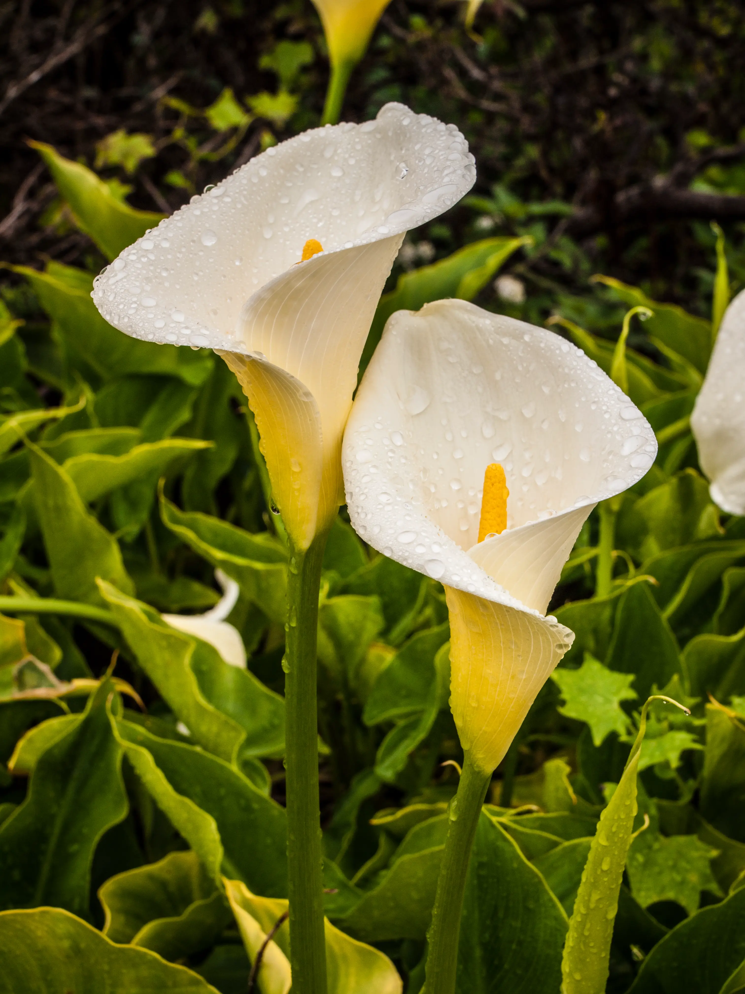 Zantedeschia Calla Lily; Arum Lily – A to Z Flowers