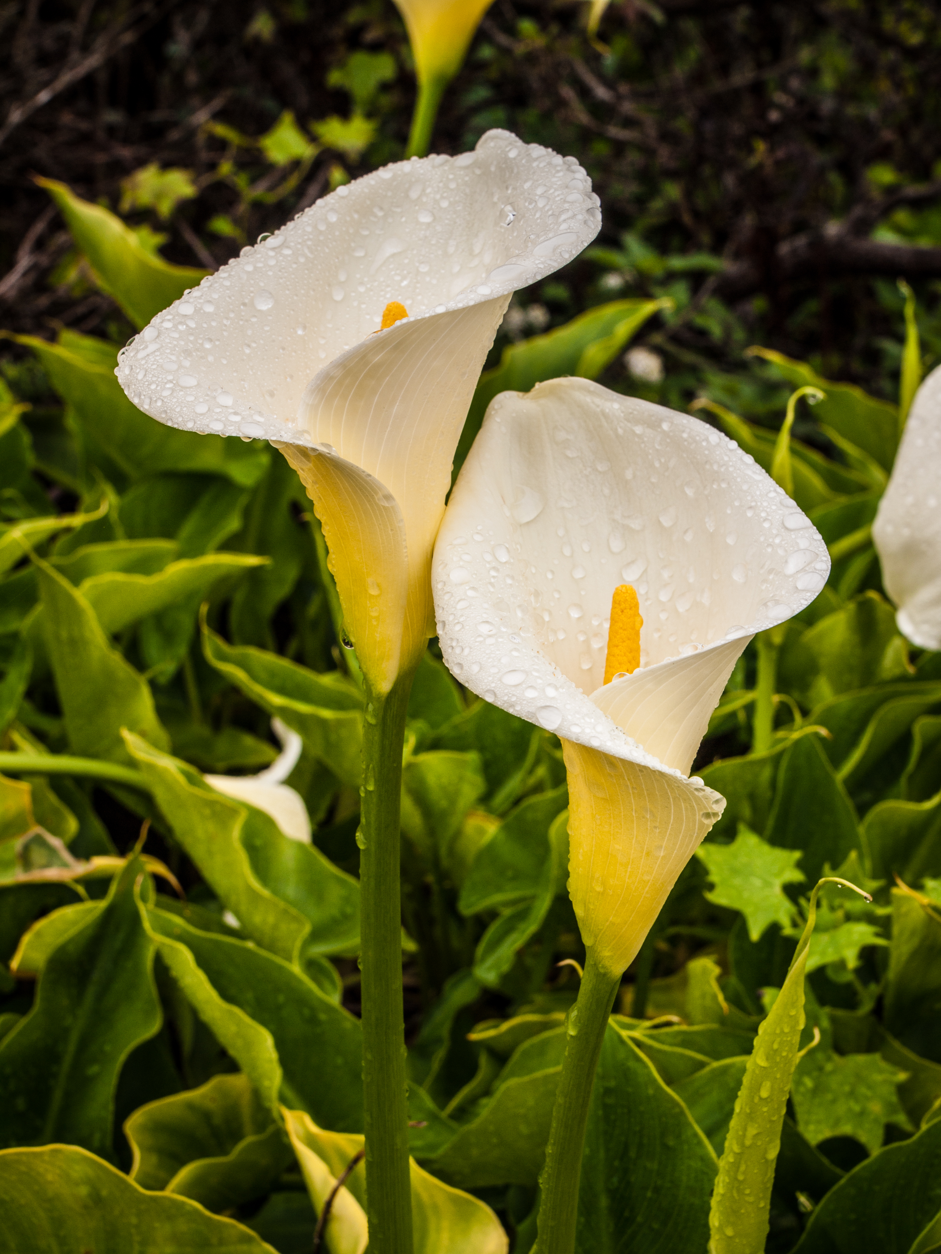 Zantedeschia Calla Lily Arum A To Z Flowers