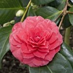 Camellia