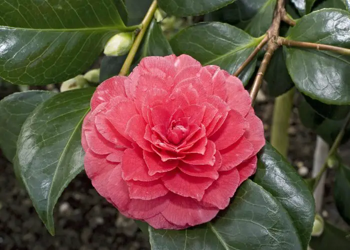 Camellia (Camellia)
