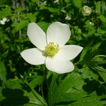 Anemone