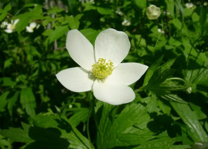 Anemone (Windflower)