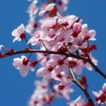 Prunus