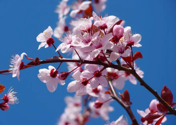 Prunus (Prunus)