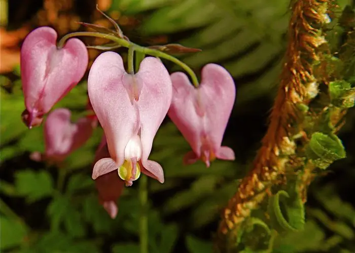 Dicentra (Bleeding Heart)